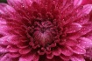 Floral Macro