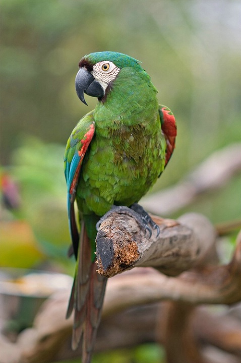 Chestnut-fronted Macaw