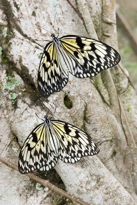 Pair of Tree Nymph Butterflies