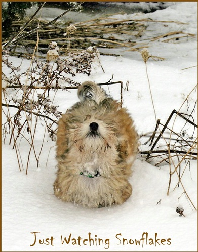 Just Watching Snowflakes