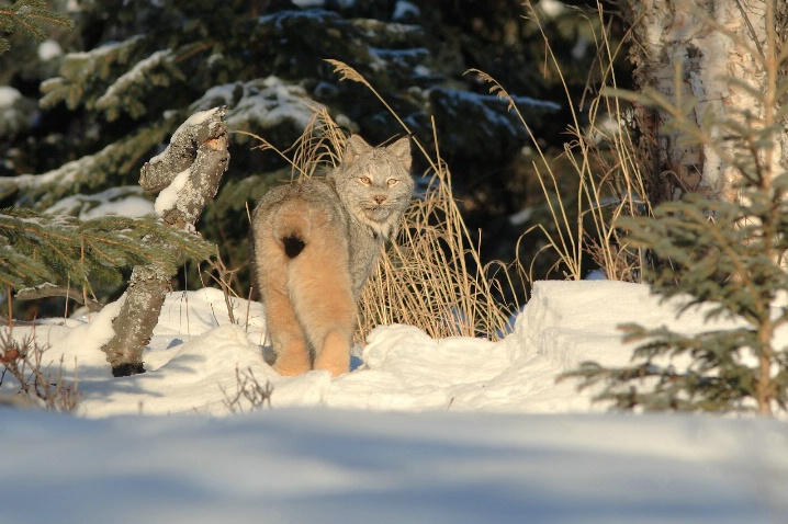 Wild Lynx of the Anchorage Forest
