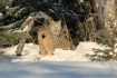 Wild Lynx of the ...