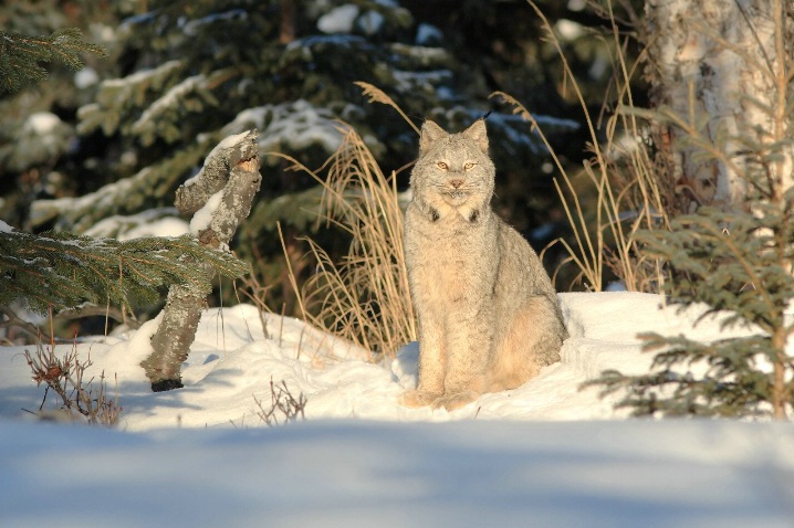 Wild Lynx of the Alaska Forest