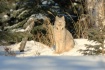 Wild Lynx of the ...
