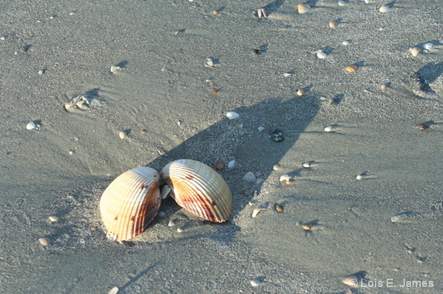 Cumberland Island Shells