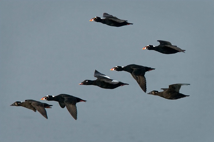 Surf Scoters and White-winged Scoter in Flight - ID: 5614086 © John Tubbs