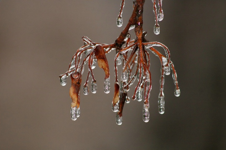 Covered in Ice