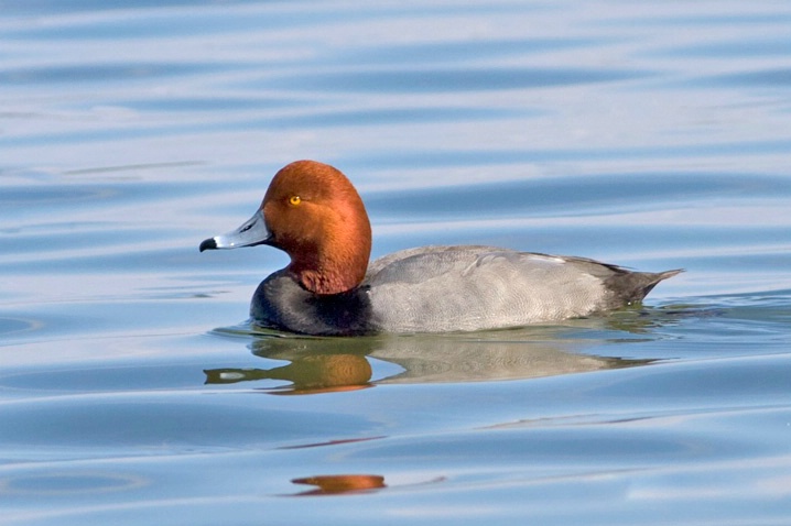 Redhead