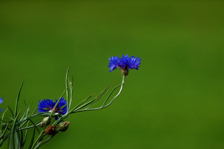 Blue and Green