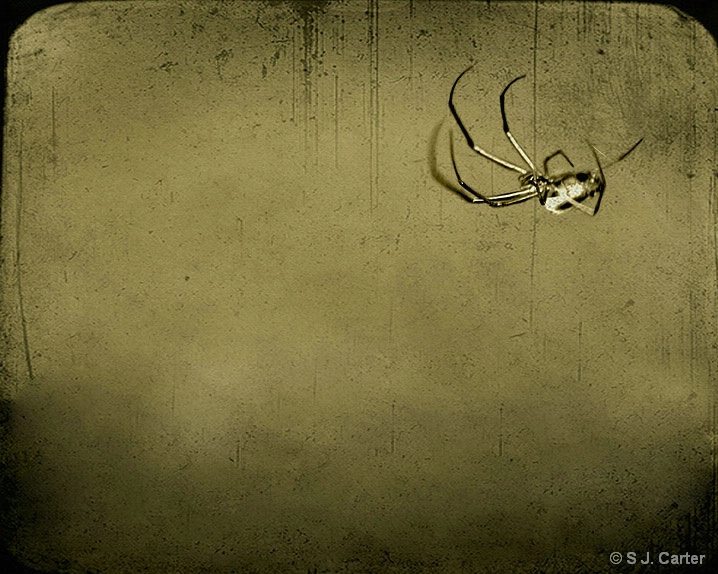 Spider