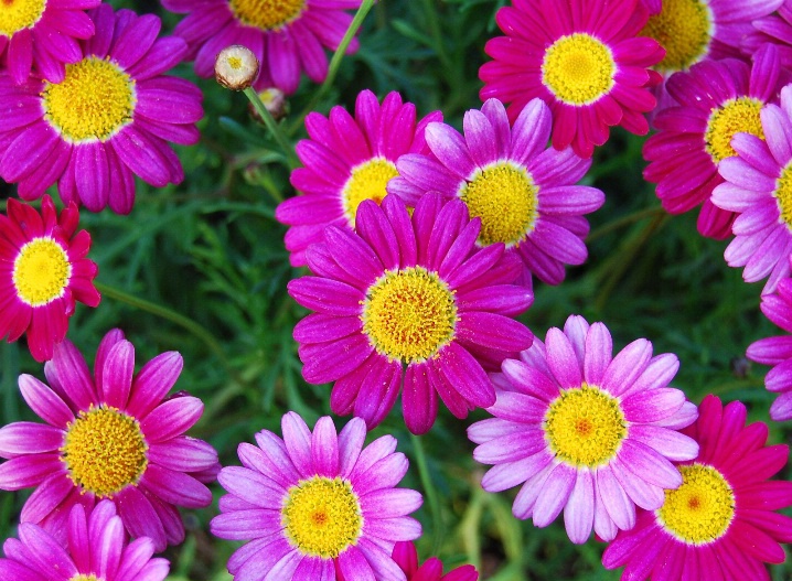 Wine Trail Daisies