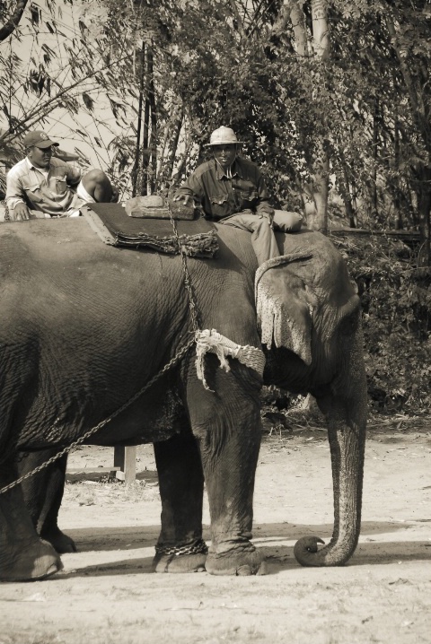 Elephant Village  Pattaya, Thailand - ID: 5620448 © Nichole Gonzalez