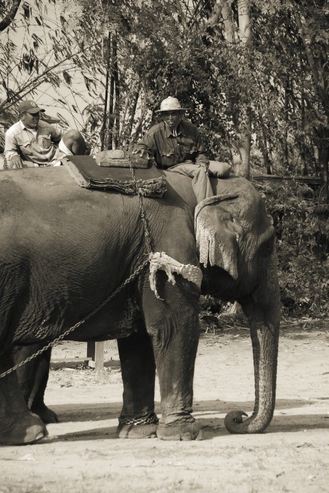 Elephant Village Pattaya, Thailand - ID: 5620448 © Nichole Gonzalez