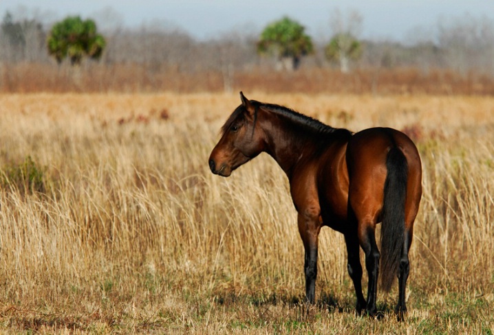 Wild horse of the Prairie - ID: 5620833 © Michael Cenci