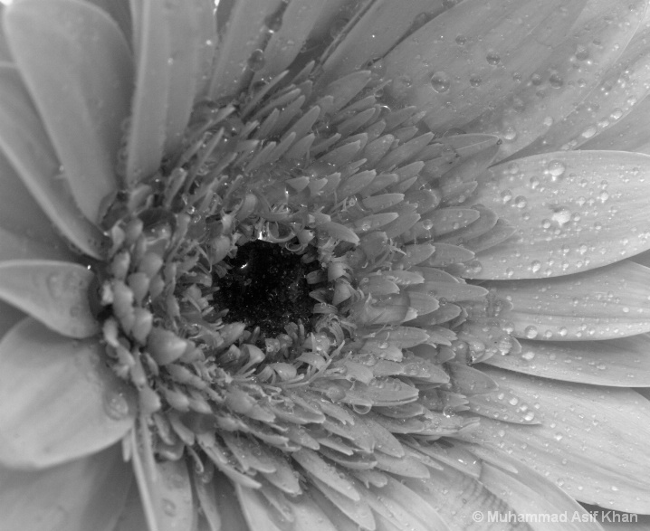 Flower B&W