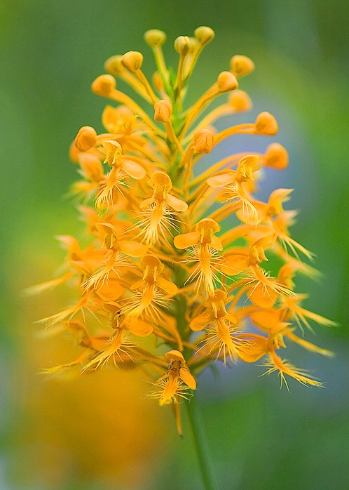 Yellow fringed orchid, Sumter NF, SC - ID: 5621208 © george w. sharpton