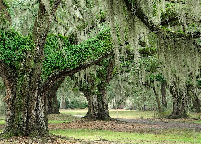 Live oak, resurrection fern, and spanish moss - ID: 5621250 © george w. sharpton