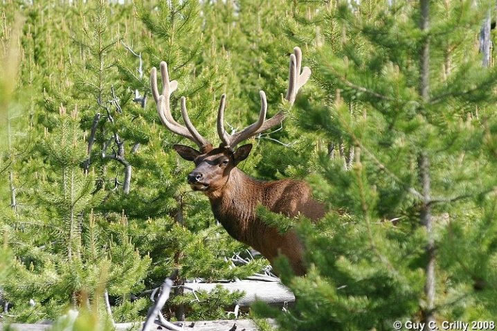 Velvet Elk