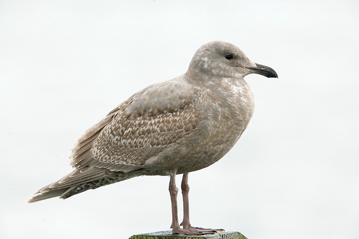 1st Cycle Glaucous-winged Gull - ID: 5624382 © John Tubbs