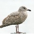 21st Cycle Glaucous-winged Gull - ID: 5624382 © John Tubbs