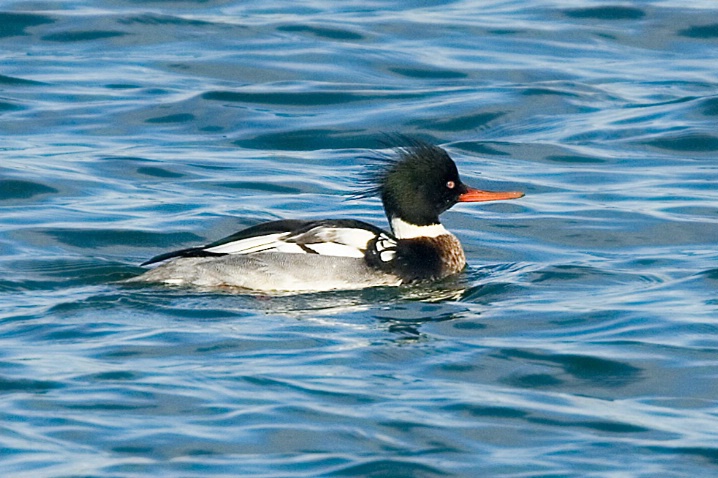 Red-breasted Merganser - ID: 5624393 © John Tubbs