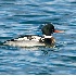 2Red-breasted Merganser - ID: 5624393 © John Tubbs