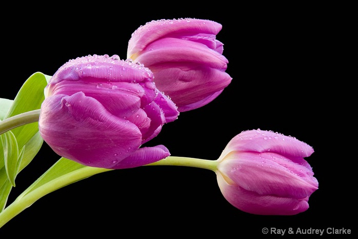 Flowers in the rain