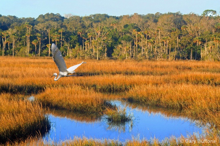 Egret Over Marsh