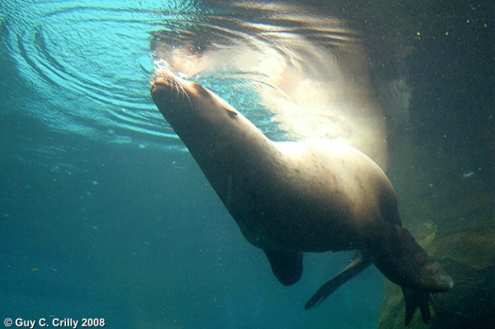 Sea Lion