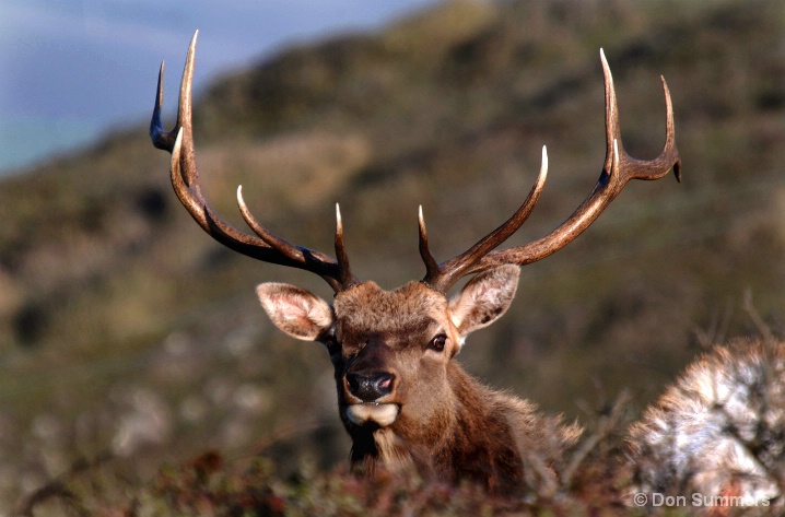 Coastal Elk, Marin County, CA 2007 - ID: 5632171 © Donald J. Comfort