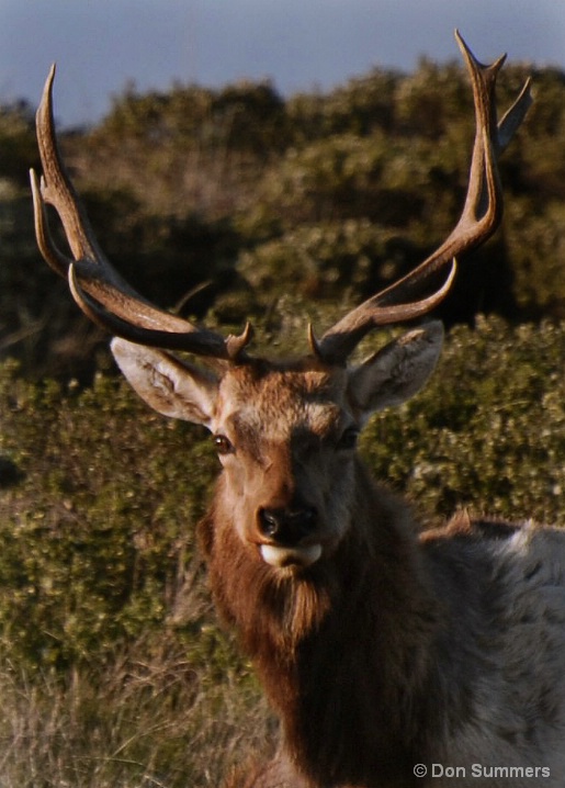 Coastal Elk, Marin County, CA 2007 - ID: 5632505 © Donald J. Comfort