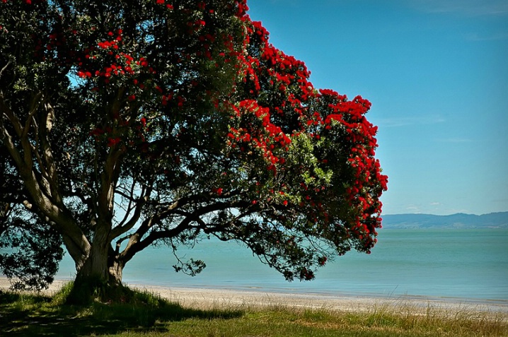 The Old Pohutukawa Tree