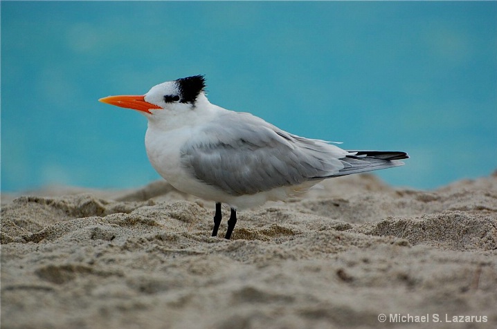 Royal Tern Relaxing on South Beach