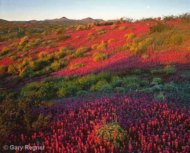 Desert Fire