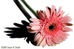 Pink Gerbera
