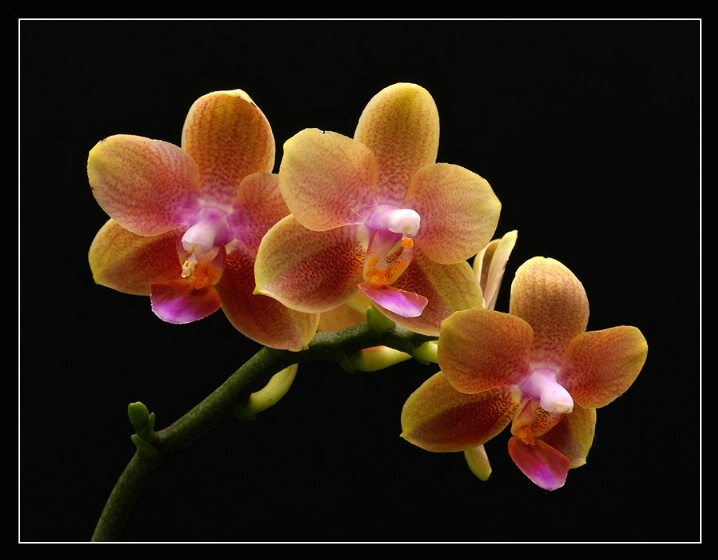 Three Blossoms (Phalaenopsis sp.)