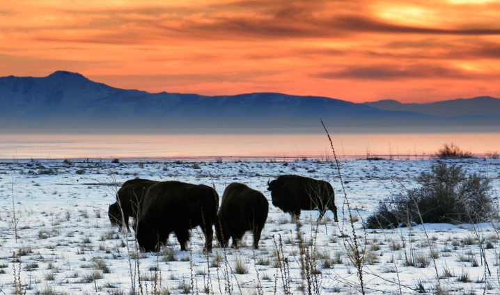 Where the Buffalo Roam