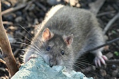 Rat eating mouldy bread