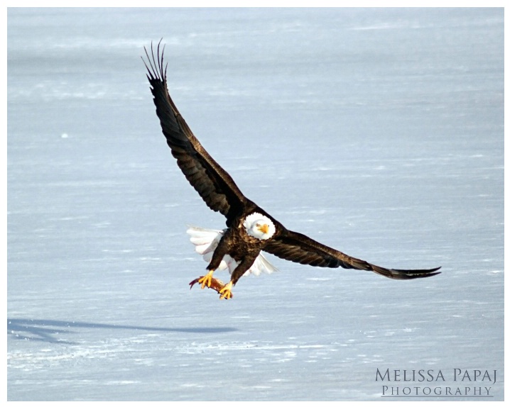 Content - Bald Eagle in Flight withFish