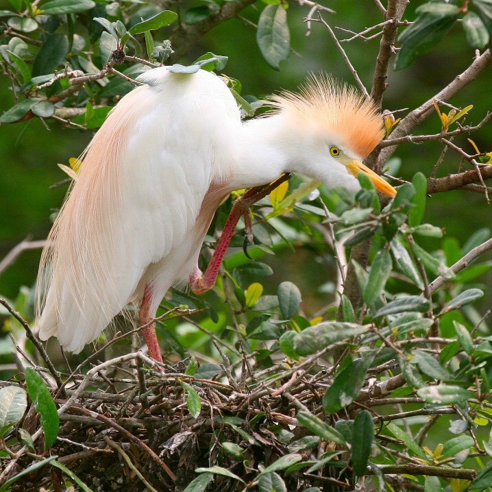 Colorful Cattle Egret