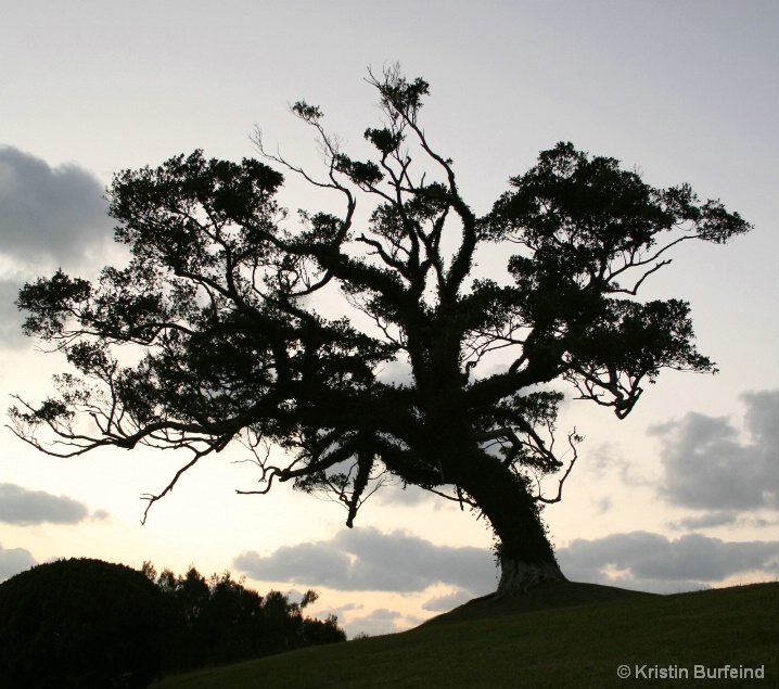 Tree at Sunset, Kadena Air Base, Okinawa