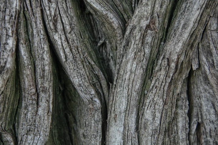 Weathered Tree Trunk
