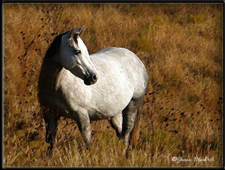 ~RADIANT BEAUTY~