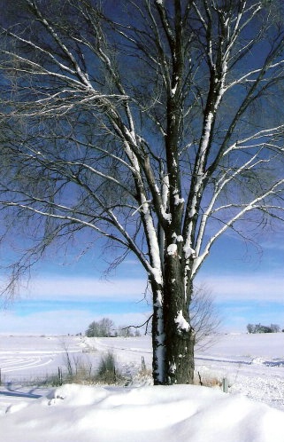 snowy tree