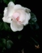 A Romantic Rose f...