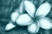 Plumeria in Blue