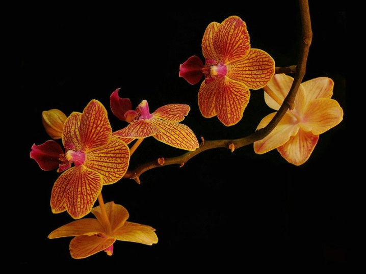 Orchids 2.0