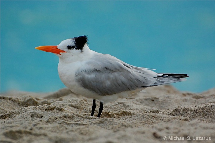 Royal Tern Relaxing on South Beach v2