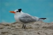 Royal Tern Relaxi...