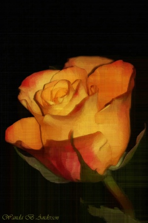 Silk Screen Rose